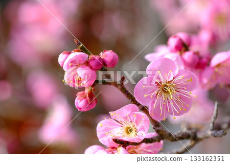 Close-up of blooming plum blossoms at Nagaoka Plum Grove Close-up of blooming plum blossoms at Nagaoka Plum Grove 133162351