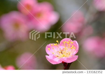 長岡梅園盛開的梅花特寫 133162352