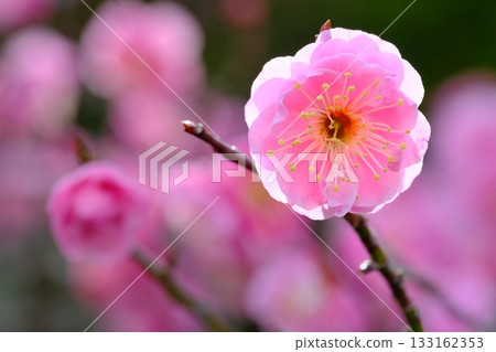 長岡梅園盛開的梅花特寫 133162353