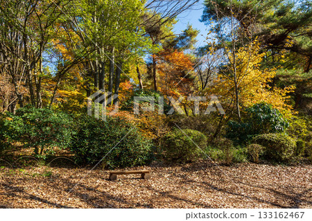 Autumn in Akagi Nature Park, walking path bench, Gunma Prefecture Autumn in Akagi Nature Park, walking path bench, Gunma Prefecture 133162467