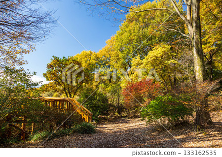 Autumn at Akagi Nature Park Observatory, Gunma Prefecture 133162535