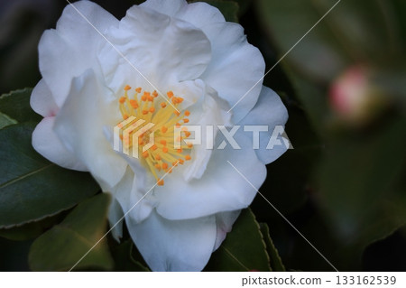 White camellia A single camellia 133162539