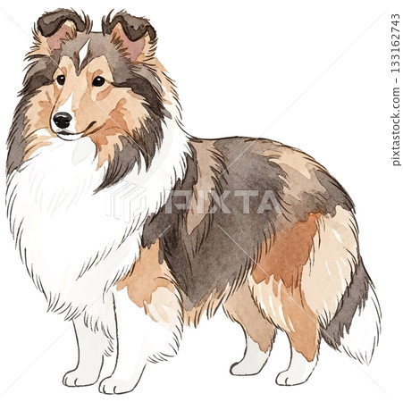 喜樂蒂犬水彩插畫 133162743