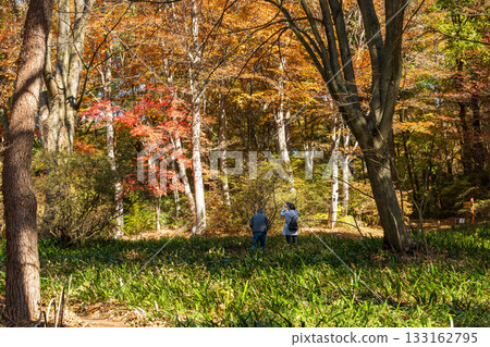 Autumn in Akagi Nature Park: Autumn leaves along the promenade Autumn in Akagi Nature Park: Autumn leaves along the promenade 133162795