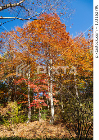 Autumn in Akagi Nature Park: Autumn leaves along the promenade 133162796
