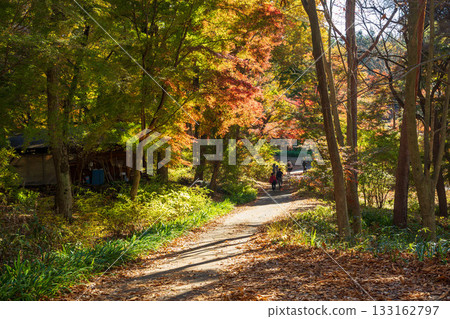 赤城自然公園的秋天：步道上的秋葉 133162797