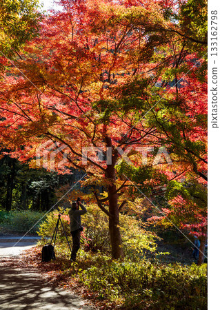 赤城自然公園的秋天:步道上的秋葉 赤城自然公園的秋天:步道上的秋葉 133162798