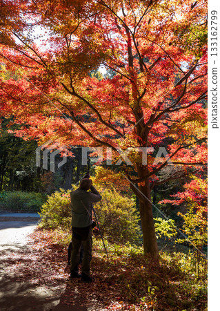 Autumn in Akagi Nature Park: Autumn leaves along the promenade 133162799