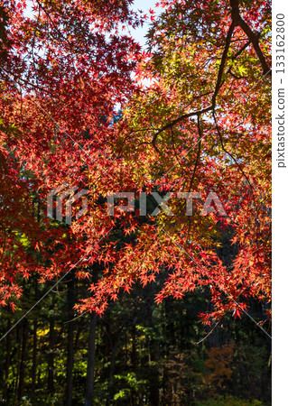 赤城自然公園的秋天：步道上的秋葉 133162800