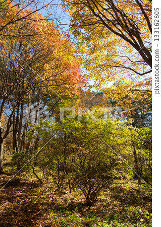 Autumn in Akagi Nature Park: Autumn leaves along the promenade 133162805