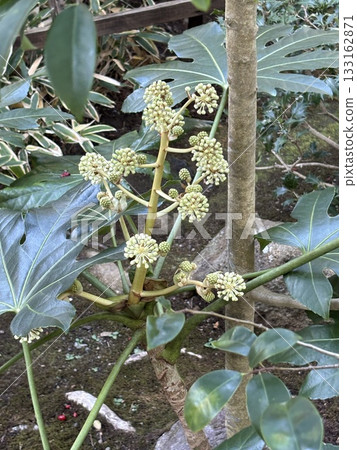 白日期的花 白日期的花 133162871