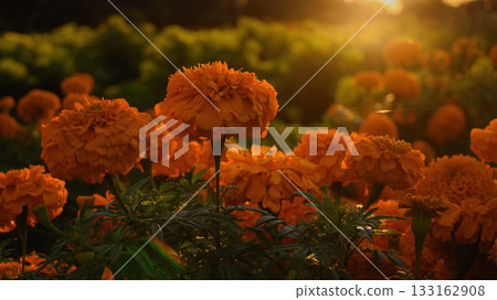 夕陽下染紅的萬壽菊 夕陽下染紅的萬壽菊 133162908