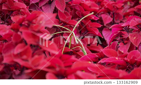 Green leaves among red leaves 133162909