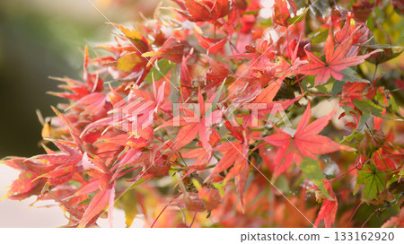 Momiji staining red Momiji staining red 133162920