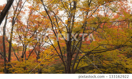 Autumn trees dyed red 133162922