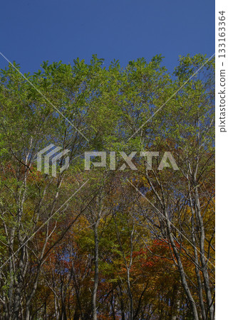 秋高氣爽的日子裡，在晴朗的山間徒步，漫步於自然小徑，欣賞樹葉開始變色的美景，是秋季出遊的絕佳時機。 133163364