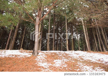 雪松森林 133163473