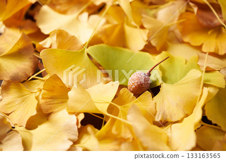 Yellow ginkgo biloba leaves 133163565