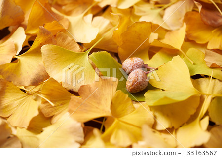 Yellow ginkgo biloba leaves 133163567