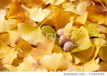 Yellow ginkgo biloba leaves Yellow ginkgo biloba leaves 133163569