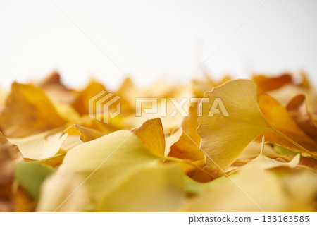 Yellow ginkgo biloba leaves Yellow ginkgo biloba leaves 133163585