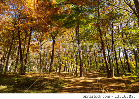 Autumn scenery of Akagi Nature Park walking trails 133163855