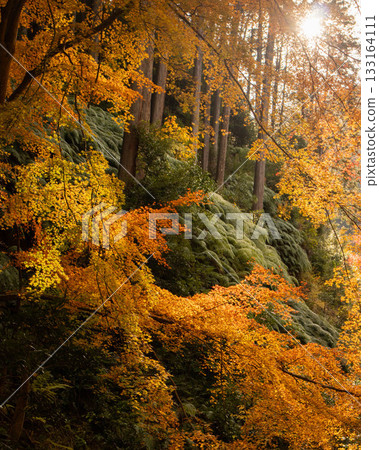 Mountain foliage Mountain foliage 133164111