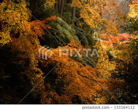 Mountain foliage　 133164112
