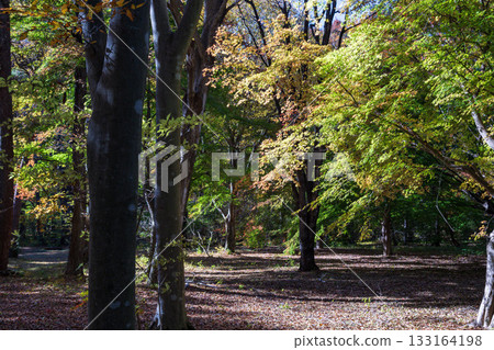 赤城自然公園步道的秋景 133164198
