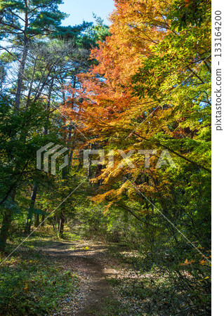 Autumn scenery of Akagi Nature Park walking trails 133164200