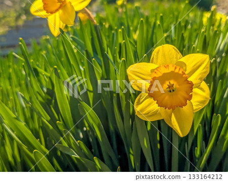 Spring sunshine, daffodils. Spring sunshine, daffodils. 133164212