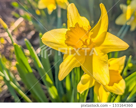 Spring sunshine, daffodils. 133164360