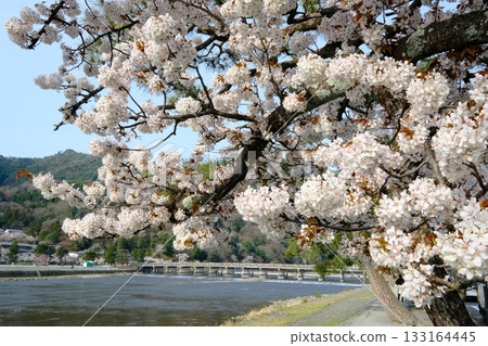 春天的渡月橋和大井川 133164445