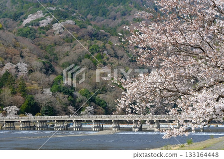 春天的渡月橋和大井川 133164448