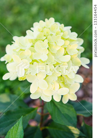 Hydrangea Paniculata Graffiti in Early Bloom Stage 133164454
