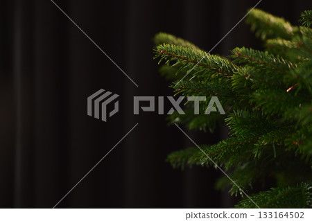 Closeup shot of spruce tree indoor, ready to be decorated as a christmas tree 133164502