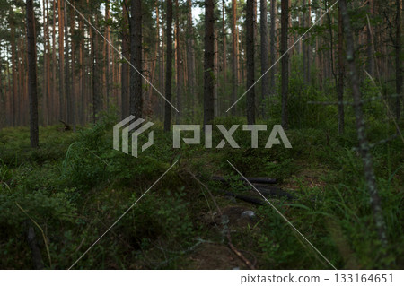 Summer pine forest on a warm day with lots of greenery and bilberries 133164651
