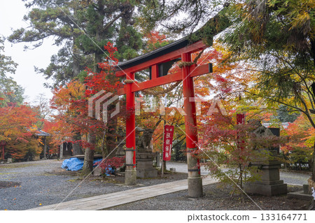 Kuwayama Shrine: Beautiful autumn leaves and the torii gate 133164771