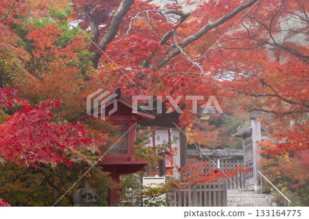 Kuwayama Shrine: Beautiful autumn leaves 133164775