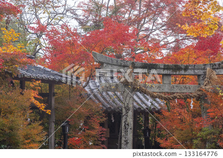 Kuwayama Shrine, Beautiful Autumn Leaves, Tenmangu Shrine, Atago Shrine 133164776