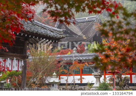 桑山神社 - 美麗的秋葉 - 本堂(桑山神社) 桑山神社 - 美麗的秋葉 - 本堂(桑山神社) 133164794