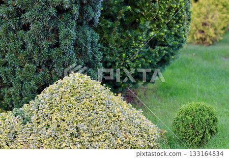 A composition of varied evergreen garden shrubs, including dark green conifers and a yellow green variegated Euonymus fortunei bush, contrasted against a bright green lawn. 133164834