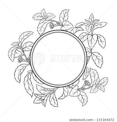 Stevia Branch Outline Round Frame. 133164872