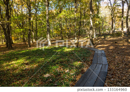 Akagi Nature Park in autumn: Dogtooth violets forest Akagi Nature Park in autumn: Dogtooth violets forest 133164960