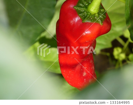 Unripe bell peppers Unripe bell peppers 133164995