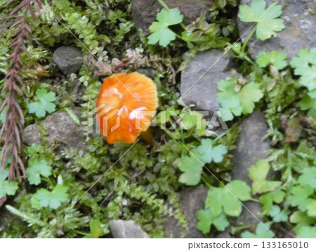 Mushrooms on moss 133165010