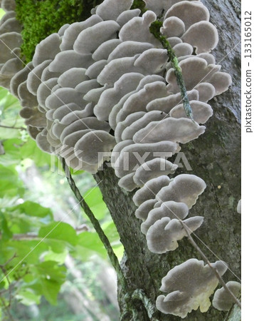 Mushrooms growing in trees 133165012