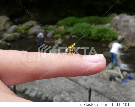 A bee A bee 133165013