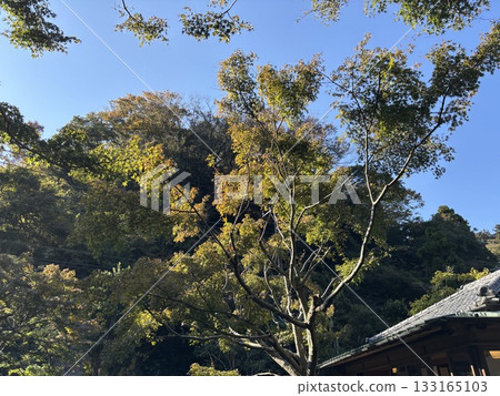 Autumn leaves shining in the blue sky Autumn leaves shining in the blue sky 133165103
