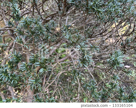 Overgrown bamboo grass Overgrown bamboo grass 133165104